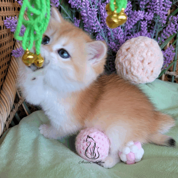 British Golden Girl Maggie
Available for reservation - Image 11