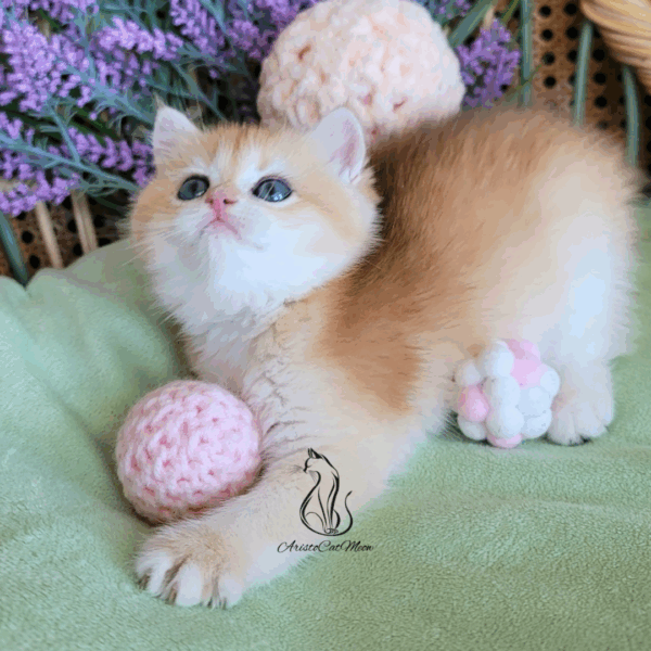 British Golden Girl Maggie
Available for reservation - Image 18