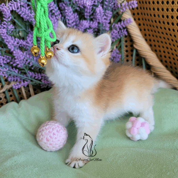 British Golden Girl Maggie
Available for reservation - Image 13