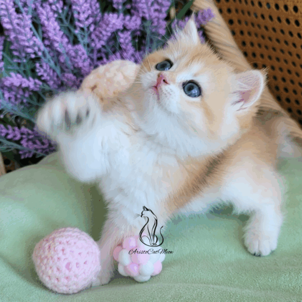 British Golden Girl Maggie
Available for reservation - Image 14