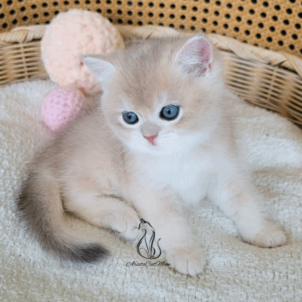 British Pink Cream Boy Nemo
Available for reservation - Image 2