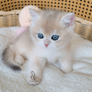 British Pink Cream Boy Nemo
Available for reservation