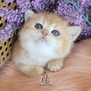 British Golden girl Ginger
Available for reservation