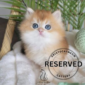 British Golden Boy Alex
Reserved