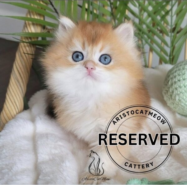 British Golden Boy Alex
Reserved