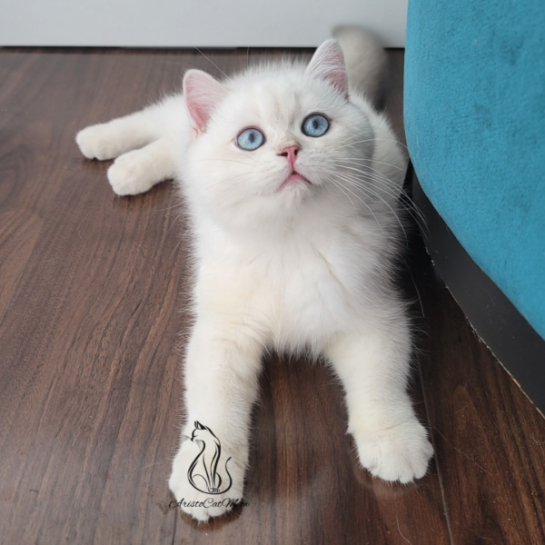 British Lilac Colorpoint boy Anthony
Kitten for adoption near Atlanta - Image 4