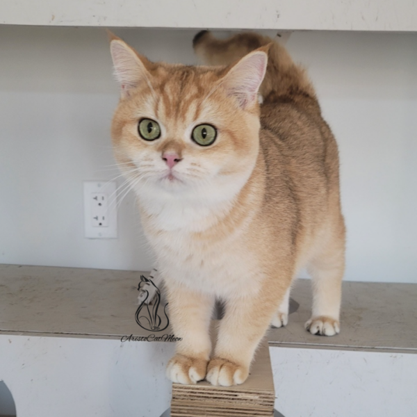 British Golden Shorthair Boy Andrew
Kitten for adoption near Atlanta - Image 2