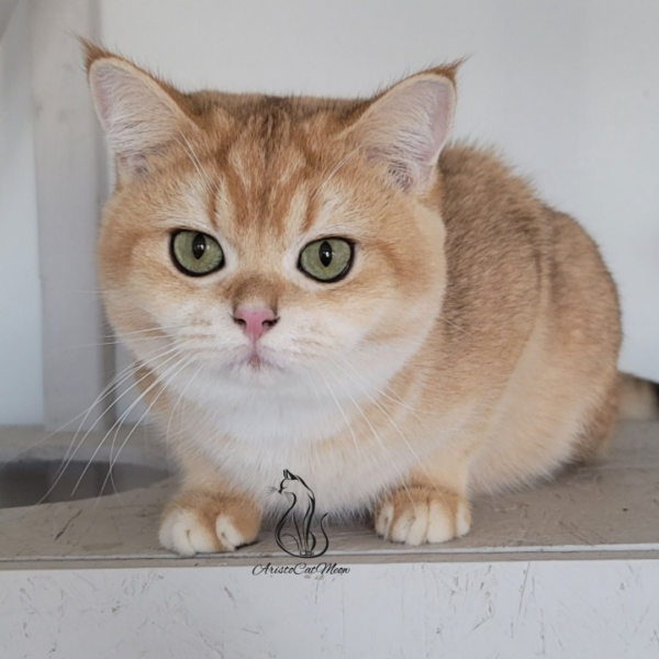 British Golden Shorthair Boy Andrew
Kitten for adoption near Atlanta - Image 3