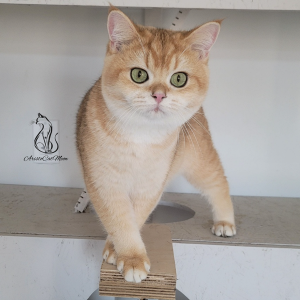 British Golden Shorthair Boy Andrew
Kitten for adoption near Atlanta - Image 4