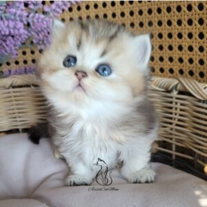 British Tabby Boy Gato
Available for reservation