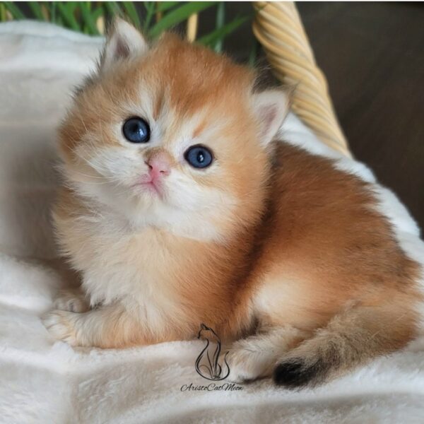 British Golden Shorthair Boy Alex
Available for reservation - Image 3