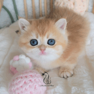 British Golden Girl Molly
Available for reservation