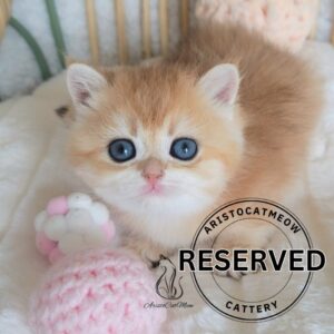 British Golden Girl Molly
Reserved