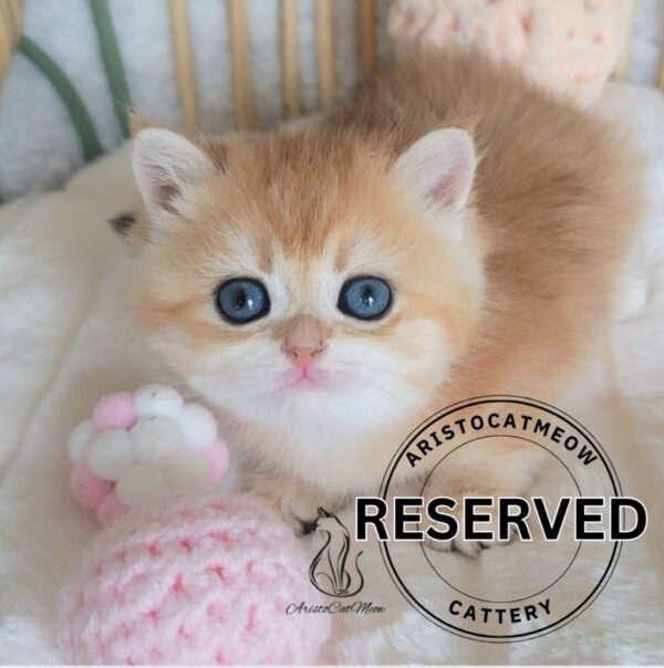 British Golden Girl Molly
Reserved