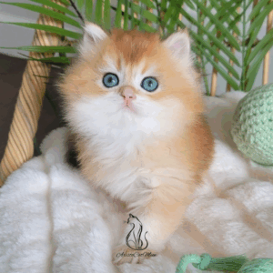British Golden Shorthair Boy Alex
Available for reservation