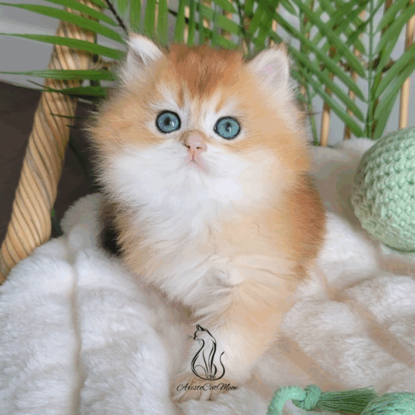 British Golden Shorthair Boy Alex
Available for reservation