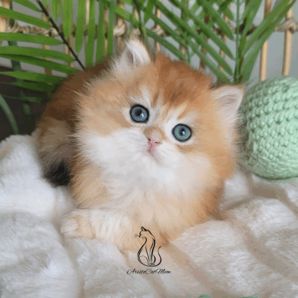 British Golden Shorthair Boy Alex
Available for reservation - Image 2