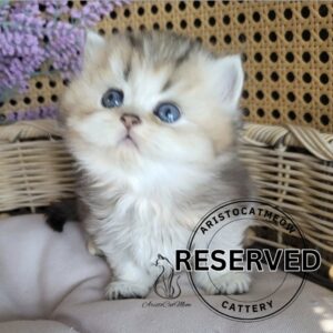 British Boy, Gato 
Reserved