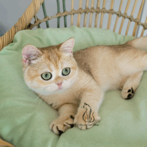 British Golden Girl Melissa Available for adoption