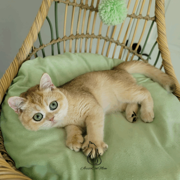 British Golden Girl Melissa Available for adoption - Image 3