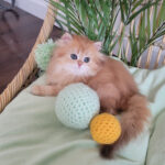 kitten for adoption