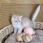 british shorthair kittens for sale near me
