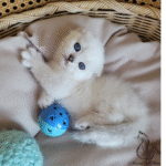 Scottish fold kittens for sale