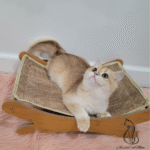British Golden Kittens for sale