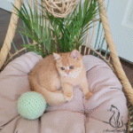 British shorthair kittens for sale