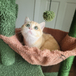 Adopt kitten near me