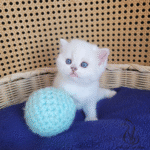 buy kitten near me