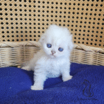 Scottish fold kittens for sale