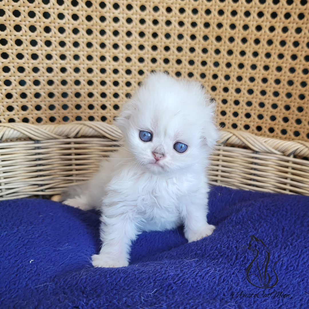 Scottish fold kittens for sale