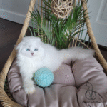 Scottish fold kittens for sale near me