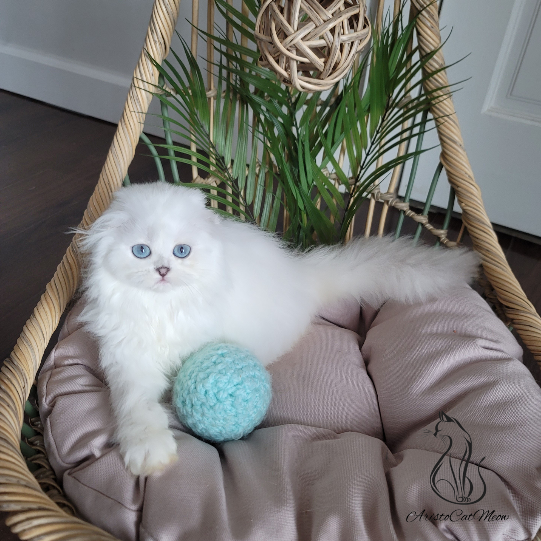 Scottish fold kittens for sale near me