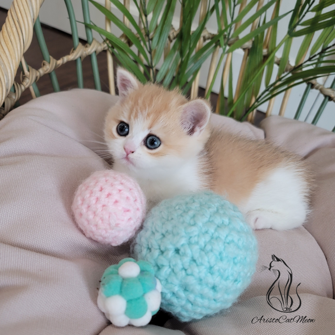 British shorthair kittens