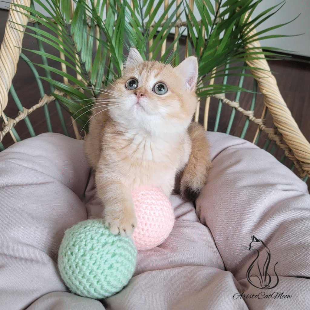 British shorthair kittens for sale