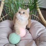 British shorthair kittens for sale