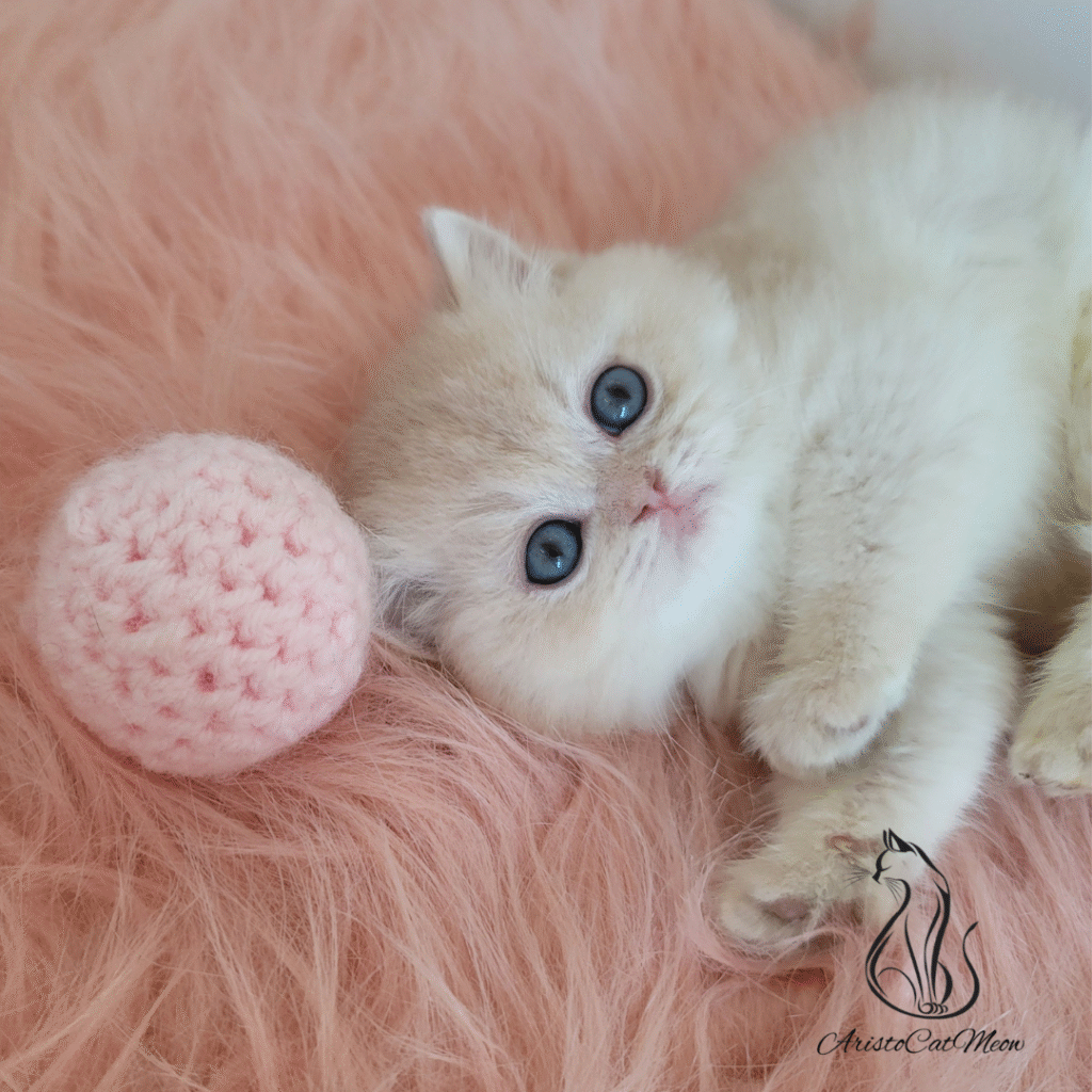 British kittens for sale