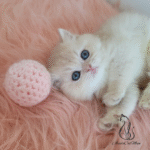 British kittens for sale