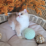 British shorthair kittens for sale