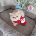 British shorthair kittens