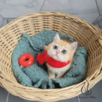 british golden shorthair kitten