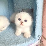 Scottish fold kitten