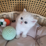 British Shorthair kittens
