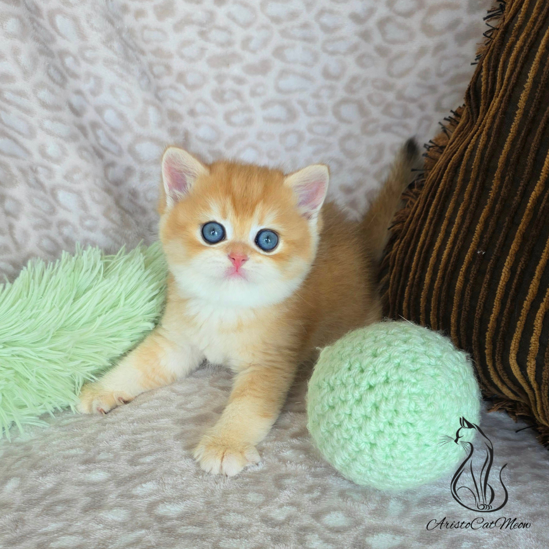 British golden kittens