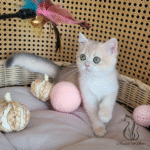 british shorthair kittens for sale near me