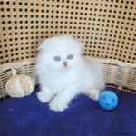 Scottish Fold Kittens for sale