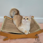 British Golden Kittens for sale