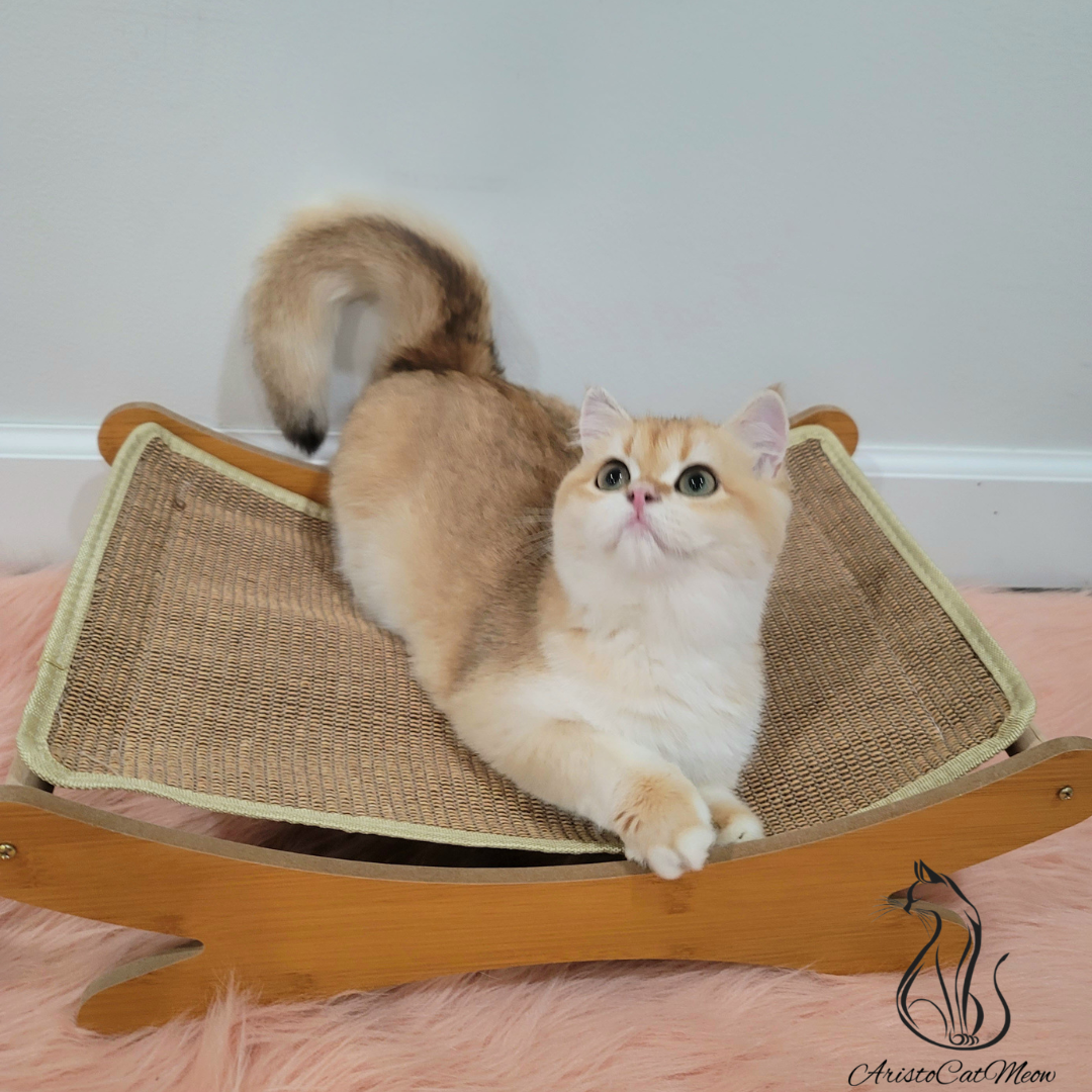 British Golden Kittens for sale